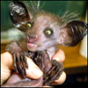 wildball